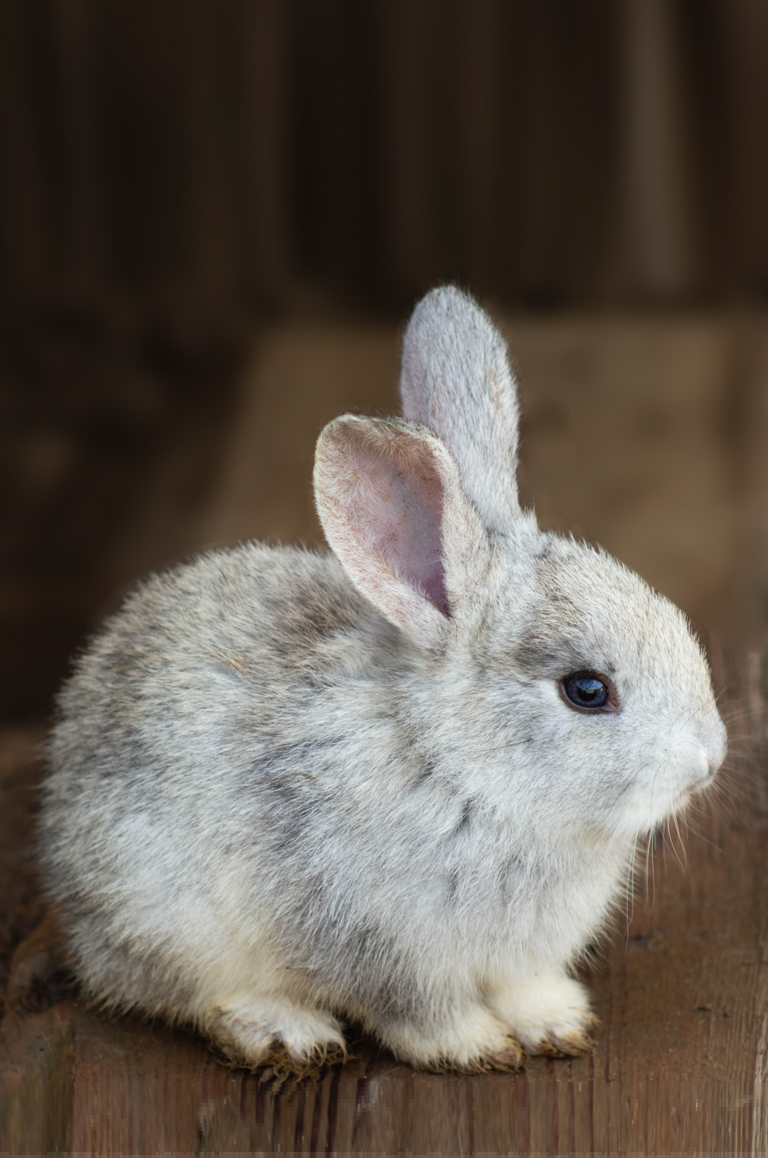 clinique-veterinaire-condamine-lapin